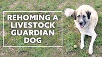 Rehoming a Livestock Guardian Dog
