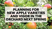 Planning for new apple varieties