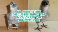Dr. Petrik on Splay Leg in Chicks
