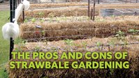 Pros and Cons of Strawbale Gardening