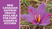 New Canadian Saffron Crocus