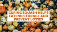Curing Squash to Extend Storage