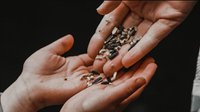 Saving Seeds: From Gathering to Sharing