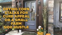 Drying Corn Stalks for Curb Appeal