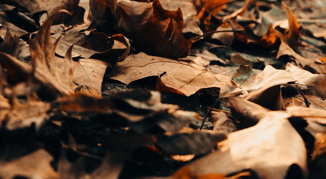 Fall leaves decomposing