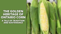 The Golden Heritage of Ontario Corn