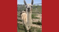 Llamas that are currently on the loose