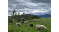 Leicester and Montana Sheep