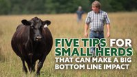 Tips for small herd management
