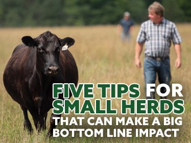 Tips for small herd management