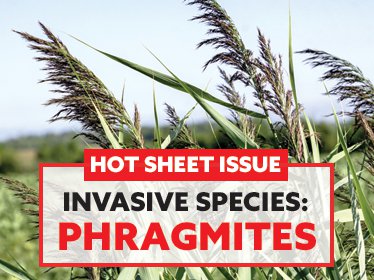Phragmites an invasive species that threatens wetlands