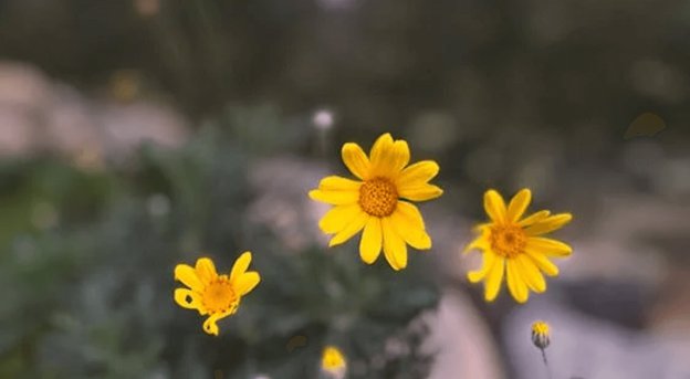 Woolly Sunflowers