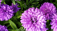 China Asters