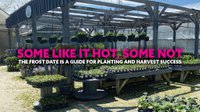 Ask for planting time advice at your local greenhouse