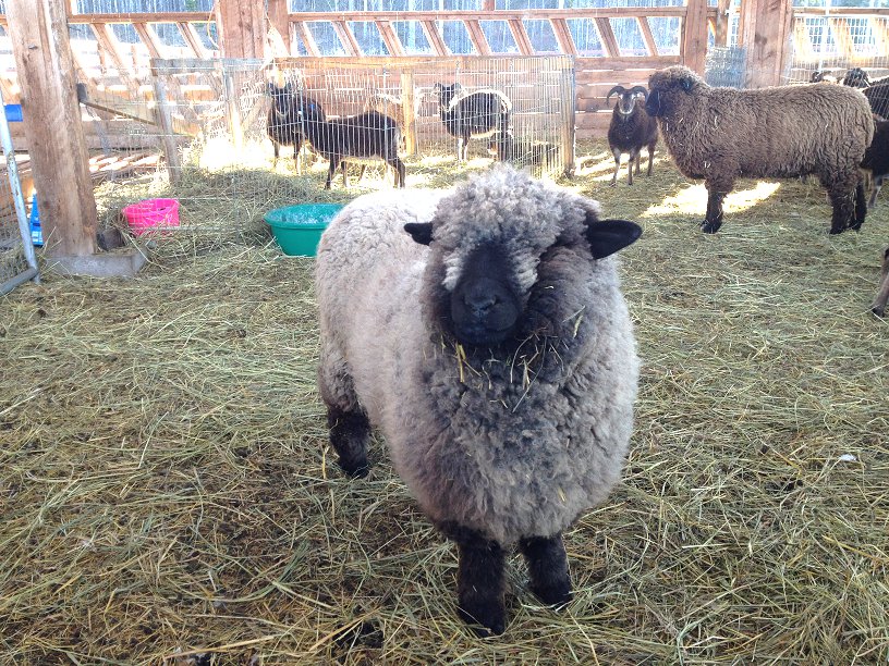Romney Sheep Small 2.png