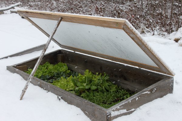 cold frame with snow.jpg