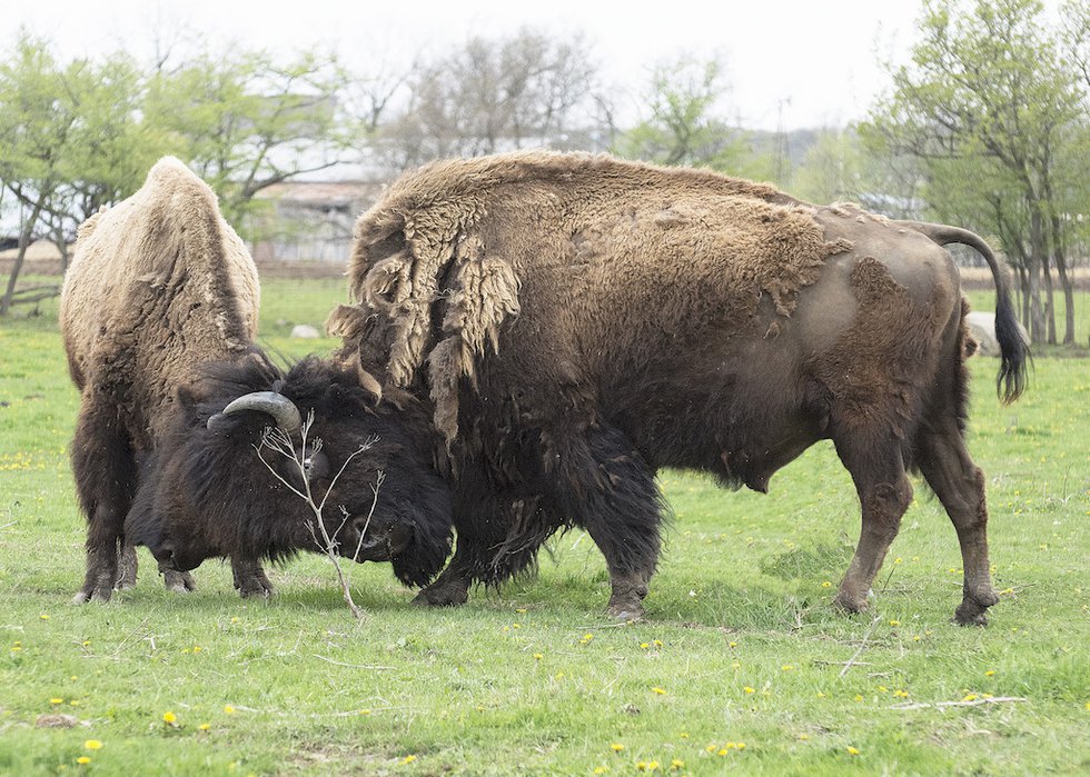 Buffalo bulls sparring.jpg