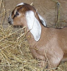 baby goat (Acorn) trimmed.jpg